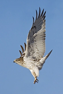 Ferruginous Hawk - in flight, in winter Ferruginous Hawk - in flight, in winter