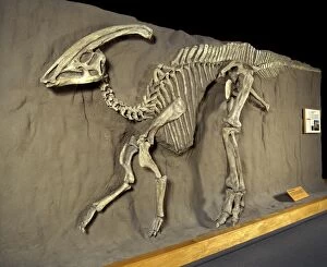 Hadrosaurs Gallery: FG-7161