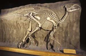 Hadrosaurs Gallery: FG-7994