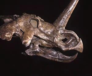 Ceratopsians Gallery: FG-CB-433