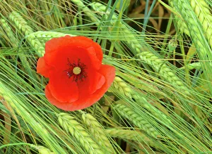 Field poppy - growing amidst field of barley Field poppy - growing amidst field of barley