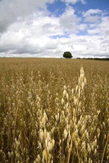 Field of ripe oats in the Cotswolds of West-Central