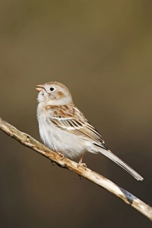 Field Sparrow - in winter plumage Field Sparrow - in winter plumage