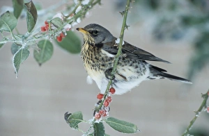 Fieldfare - Adult feeding on the berries of the holly (Ilex aquifolium pyramidalis') Fieldfare - Adult feeding on the berries of the holly (Ilex aquifolium pyramidalis')
