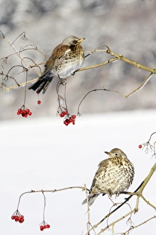 Fieldfare - With Mistle Thrush (Turdus viscivorus) on Guelder Rose bush, winter Fieldfare - With Mistle Thrush (Turdus viscivorus) on Guelder Rose bush, winter