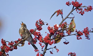 Fieldfare - perched on branch feeding on red berries in UK winter Fieldfare - perched on branch feeding on red berries in UK winter