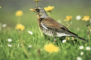 FIELDFARE - Searching for food on lawn FIELDFARE - Searching for food on lawn