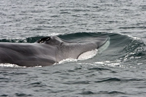 Fin whale - Note characteristic white color of right side of lower jaw Fin whale - Note characteristic white color of right side of lower jaw