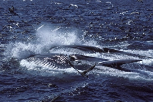 Fin whale - Two whales feeding on a school of herring. Fish are escaping Fin whale - Two whales feeding on a school of herring. Fish are escaping