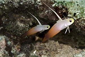 Fire Dartfish - seen living in pairs these fish make a home in the sand where they dive Fire Dartfish - seen living in pairs these fish make a home in the sand where they dive