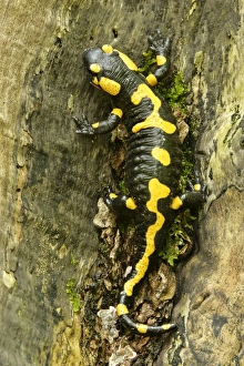 Fire Salamander - resting on a thick tree root in forest Fire Salamander - resting on a thick tree root in forest