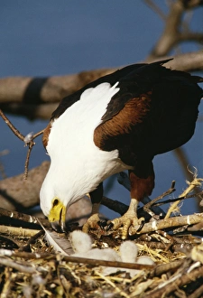 Fish EAGLE - feeding week old chick Fish EAGLE - feeding week old chick