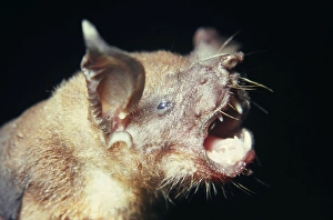 Fish-eating / Greater Bulldog / Fisherman / Fishing BAT Fish-eating / Greater Bulldog / Fisherman / Fishing BAT