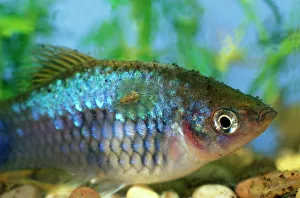 Fish louse feeding on tropical fish in aquarium Fish louse feeding on tropical fish in aquarium
