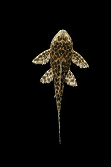 South America Collection: Fish - Spotted Sailfin Pleco South America