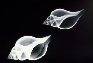 Prints of PM-7161 SHELLS - X-RAY Pat Morris Please note that prints are for personal display purposes only and may not be reproduced in any way. Related Prints: X-ray Print of Fish Shells