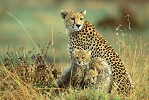 FL-3298 Cheetah - mother with two or three-month old cubs