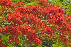Images Dated 15th October 2009: Flamboyant Trees at springtime, Port Douglas