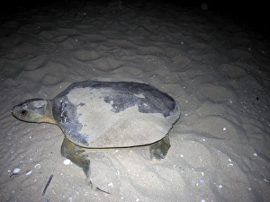 Flatback turtle - A female flatback comes out of the water to lay her eggs Flatback turtle - A female flatback comes out of the water to lay her eggs