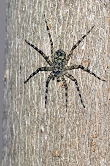 Flattie Spider - resting on tree trunk, showing camouflage colouring Flattie Spider - resting on tree trunk, showing camouflage colouring