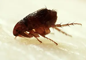 Wildlife Pest Control Prints: Flea Biting