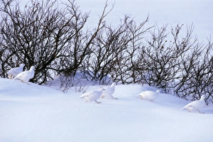 Flock of Willow ptarmigan - among willows Flock of Willow ptarmigan - among willows