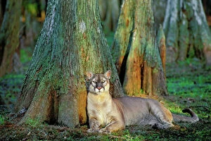 Images Dated 3rd September 2010: Florida Cougar / Mountain Lion / Puma. Florida - USA. endangered species