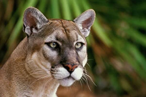 Images Dated 3rd September 2010: Florida Cougar / Mountain Lion / Puma. Florida - USA. endangered species