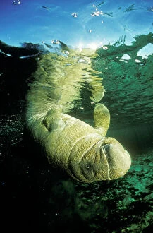 Latirostris Collection: Florida / West Indian Manatee Swimming upside down, Crystal river, Florida, USA