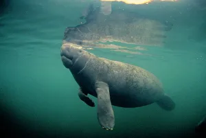 Florida / West Indian MANATEE - toe nails visible Florida / West Indian MANATEE - toe nails visible