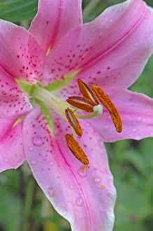 Flower head of Lilium 'Sorbonne' - An interesting cultivar of the bulbous Flower head of Lilium 'Sorbonne' - An interesting cultivar of the bulbous