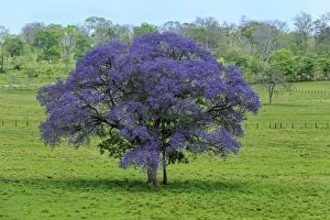 Images Dated 22nd September 2009: flowering tree, Verbena, Pantanal Wetlands, Mato
