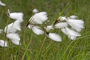Flowers of cotton grass or Hare's-Tail - blowing in wind Flowers of cotton grass or Hare's-Tail - blowing in wind