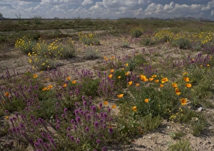 Flowers - Desert Marigolds, Owl Clover, Mexican Gold Poppies, brittle bush. El Nino Year spring flowers Flowers - Desert Marigolds, Owl Clover, Mexican Gold Poppies, brittle bush. El Nino Year spring flowers