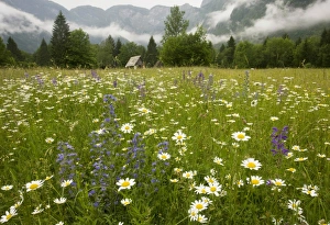 Flowery hay meadow in the misty Julian Alps, with Vipers Bugloss, Meadow Clary Flowery hay meadow in the misty Julian Alps, with Vipers Bugloss, Meadow Clary