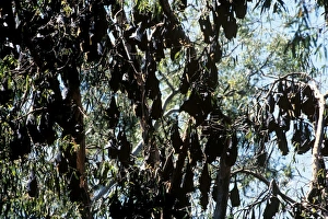 Flying-foxes - Large group in trees during the day (Pteropus conspicillatus Flying-foxes - Large group in trees during the day (Pteropus conspicillatus