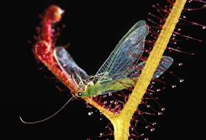 Fork-leaved Sundew - with trapped Green Lacewing Fork-leaved Sundew - with trapped Green Lacewing