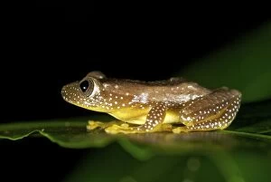 Fornasinis Spiny Reed Frog