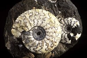 Fossil - Ammonite - Scientific name - Craspedites