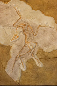 Images Dated 30th January 2006: Fossil Bird Archaeopteryx Cast - Original specimen in Berlin-Germany - Known as 'the first bird'