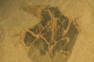 Fossil - Bird. Confuciusornis. Lower Cretaceous Fossil - Bird. Confuciusornis. Lower Cretaceous