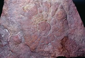 Images Dated 18th May 2004: Fossil 'Ediacaran Fauna' - (Precambrian) First Multi-Celled Animals 600 mya Ediacara, Australia