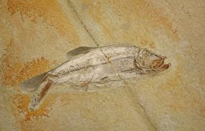 Images Dated 16th August 2005: Fossil - Fish. Jurassic Eichstatt, Germany E50T3772