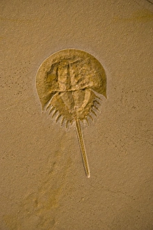 Fossil horseshoe crab - (Limulus) Fossil horseshoe crab - (Limulus)