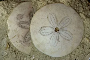 Fossil Sea Urchins (Soutella) Fossil Sea Urchins (Soutella)