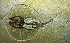 Images Dated 24th April 2007: Fossil Sting Ray from Wyoming. Eocene
