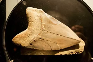 Shark Gallery: Fossil tooth of megalodon or megatooth shark Oceanopolis