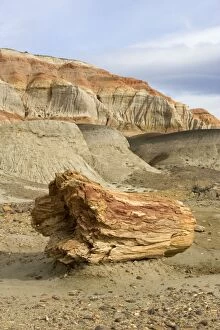 Images Dated 15th September 2004: Fossil Wood - Sarmiento Petrified Forest Provincial Reserve. Petrified tree in Paleocene