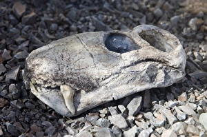 Fossilised skull of gorgonopsian Lycaenops - a sabre-toothed therapsid super-predator Fossilised skull of gorgonopsian Lycaenops - a sabre-toothed therapsid super-predator