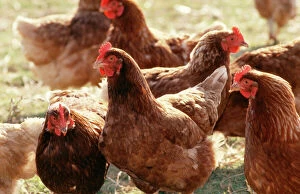 Flock Collection: Free Range Chicken Group of brown hens